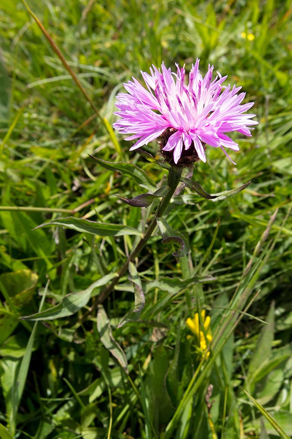Dubbio su Centaurea